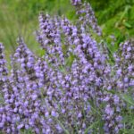 Шалфей лекарственный — общий вид (Salvia officinalis)