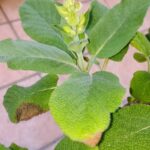 Шалфей лекарственный (Salvia officinalis)