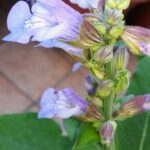 Шалфей лекарственный (Salvia officinalis)