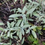 Шалфей лекарственный (Salvia officinalis)