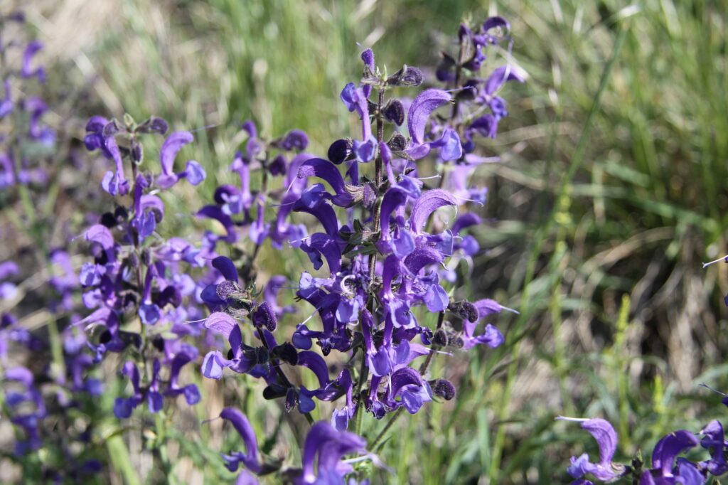 Шалфей луговой — плоды (Salvia pratensis)
