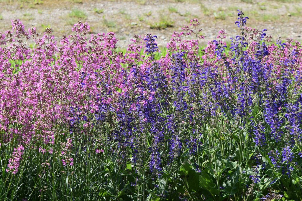 Шалфей луговой — общий вид (Salvia pratensis)