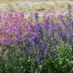 Шалфей луговой — общий вид (Salvia pratensis)