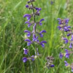 Шалфей луговой — общий вид (Salvia pratensis)