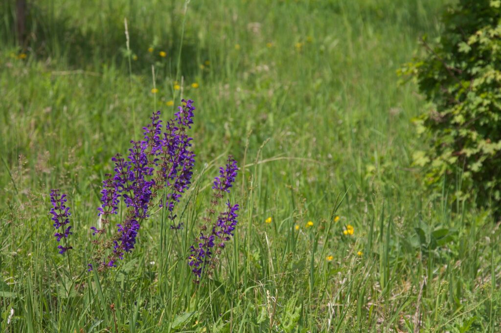 Шалфей луговой — общий вид (Salvia pratensis)