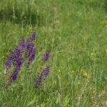 Шалфей луговой — общий вид (Salvia pratensis)