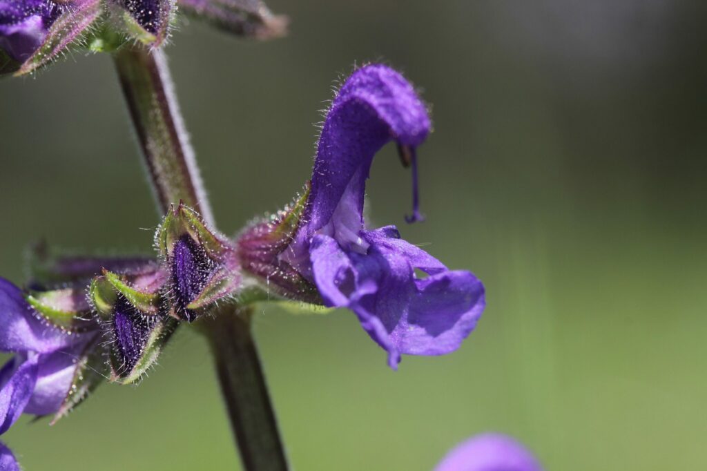 Шалфей луговой — общий вид (Salvia pratensis)