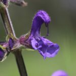 Шалфей луговой — общий вид (Salvia pratensis)