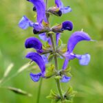 Шалфей луговой — общий вид (Salvia pratensis)