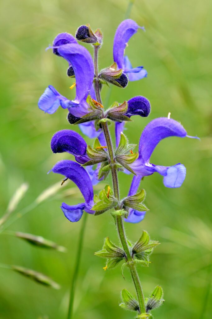 Шалфей луговой — общий вид (Salvia pratensis)