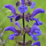 Шалфей луговой (Salvia pratensis)
