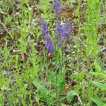 Шалфей луговой (Salvia pratensis)