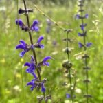 Шалфей луговой (Salvia pratensis)