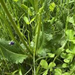 Шалфей луговой (Salvia pratensis)