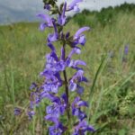 Шалфей луговой (Salvia pratensis)