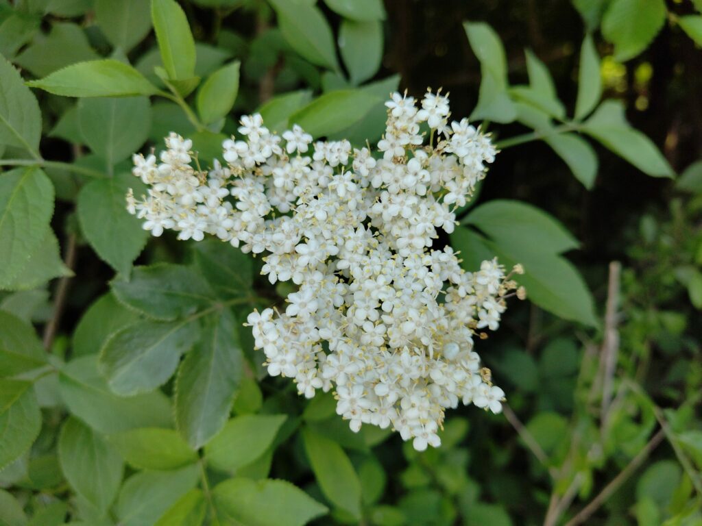 Бузина чёрная — общий вид (Sambucus nigra)