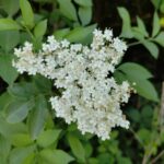 Бузина чёрная — общий вид (Sambucus nigra)