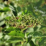 Бузина чёрная — цветки (Sambucus nigra)