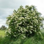 Бузина чёрная — цветки (Sambucus nigra)