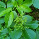 Бузина чёрная (Sambucus nigra)