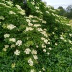 Бузина чёрная (Sambucus nigra)