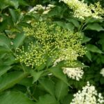 Бузина чёрная (Sambucus nigra)