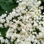 Бузина чёрная (Sambucus nigra)