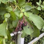 Бузина чёрная (Sambucus nigra)