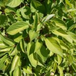 Лимонник китайский — общий вид (Schisandra chinensis)