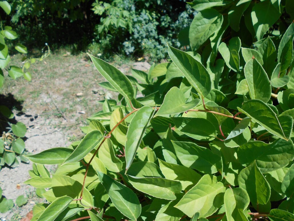 Лимонник китайский — общий вид (Schisandra chinensis)