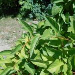 Лимонник китайский — общий вид (Schisandra chinensis)