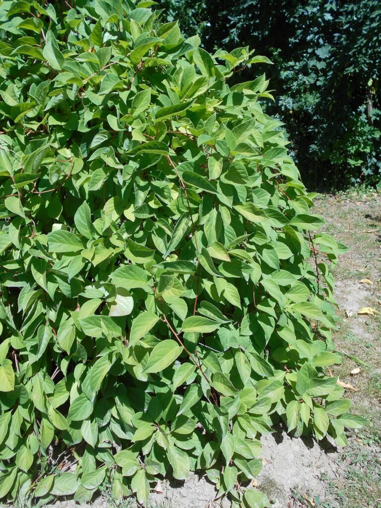 Лимонник китайский — общий вид (Schisandra chinensis)