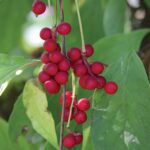 Лимонник китайский — общий вид (Schisandra chinensis)