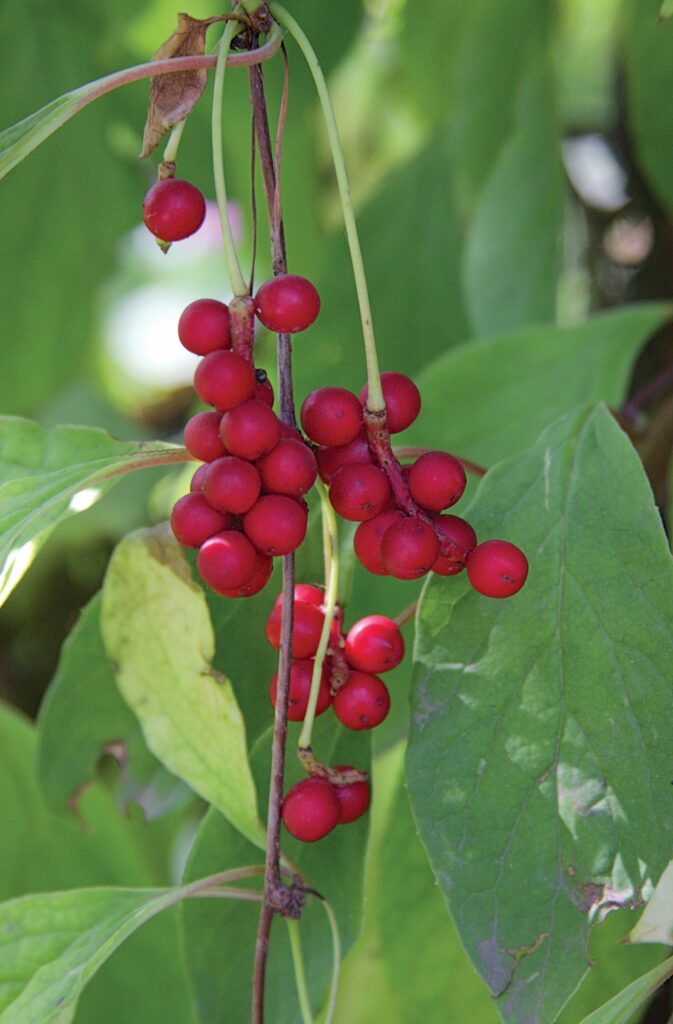 Лимонник китайский — общий вид (Schisandra chinensis)