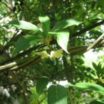 Лимонник китайский — общий вид (Schisandra chinensis)