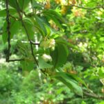 Лимонник китайский — общий вид (Schisandra chinensis)