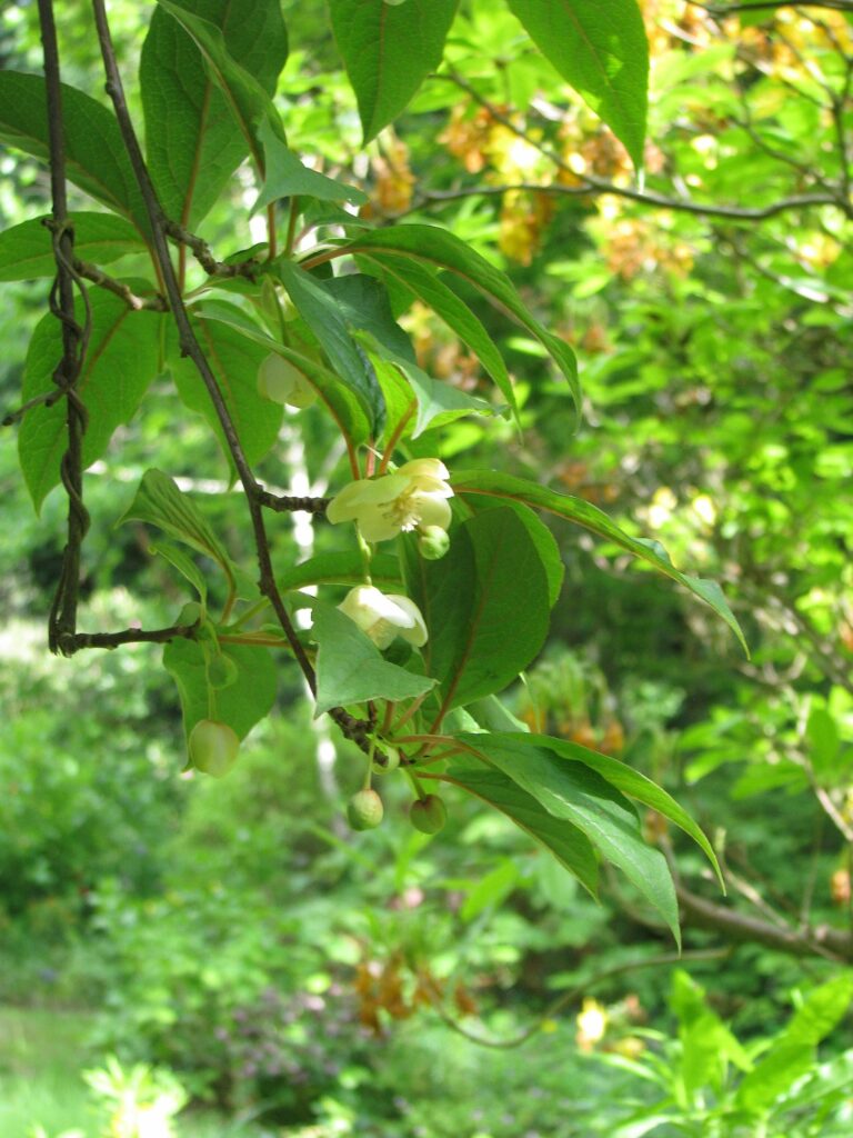 Лимонник китайский — общий вид (Schisandra chinensis)