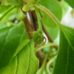 Лимонник китайский — общий вид (Schisandra chinensis)