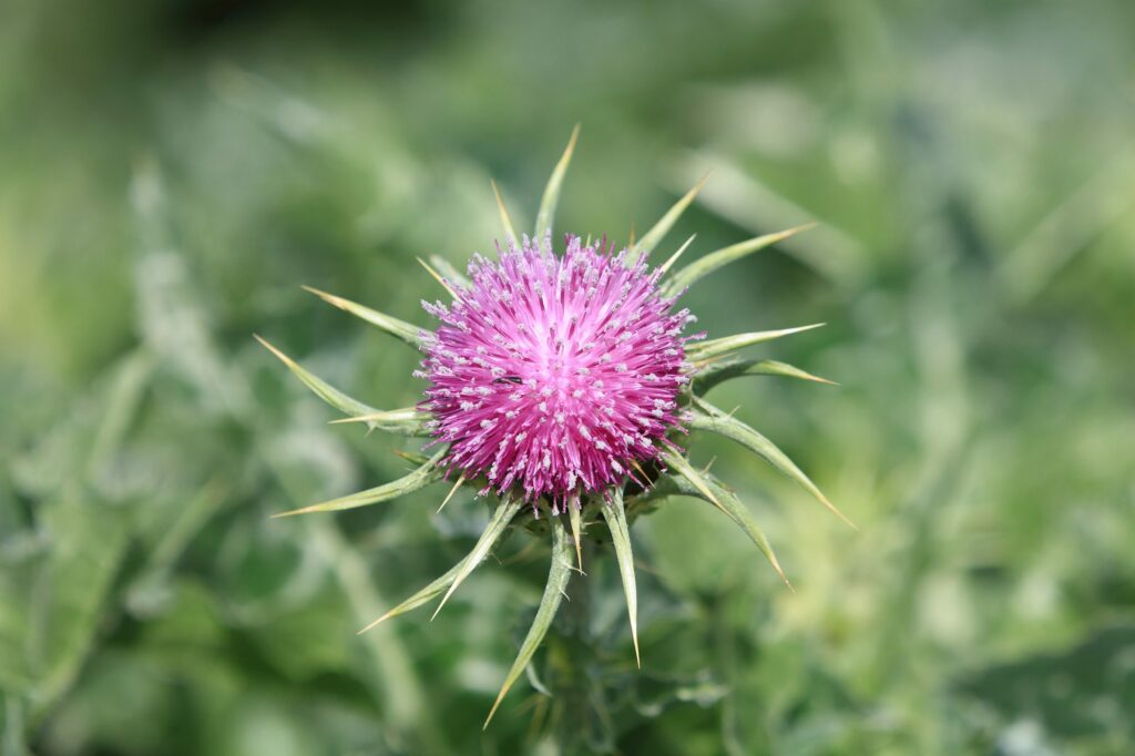 Расторопша пятнистая — общий вид (Silybum marianum)