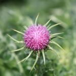 Расторопша пятнистая — общий вид (Silybum marianum)