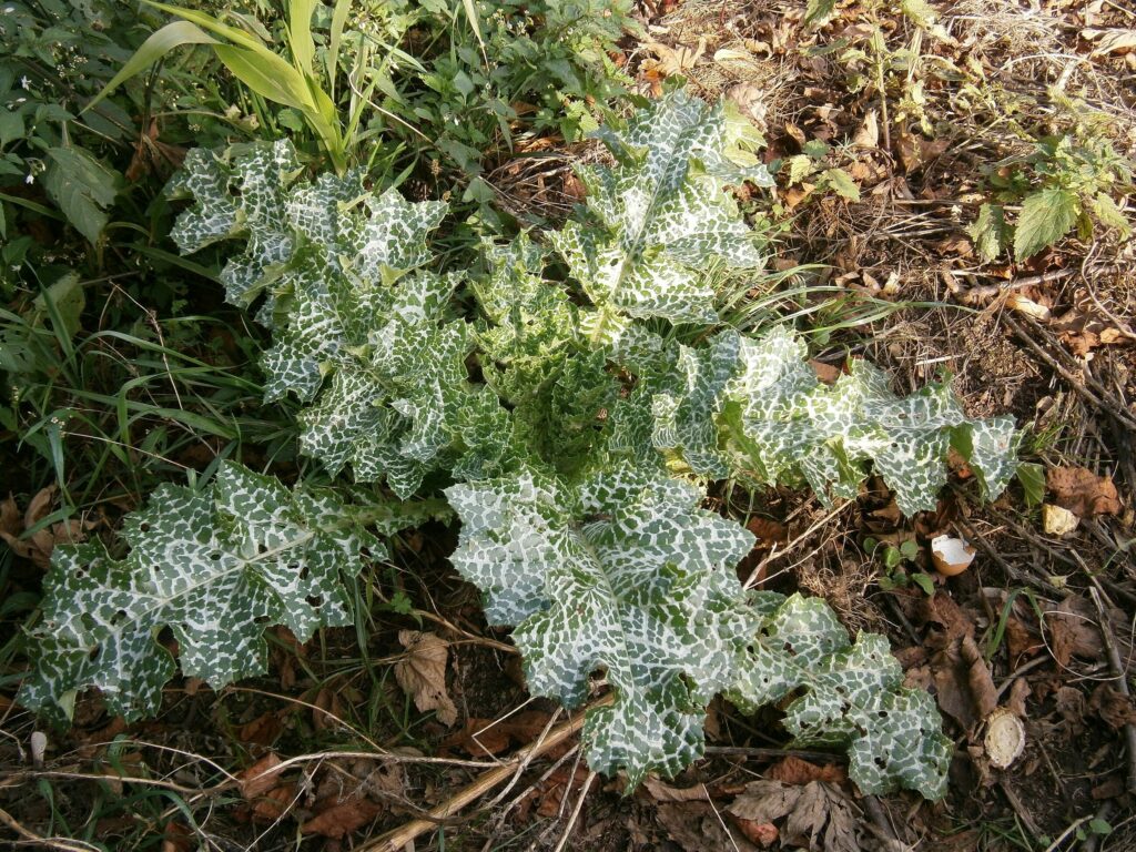 Расторопша пятнистая — лист (Silybum marianum)