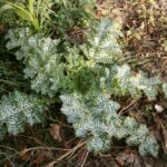 Расторопша пятнистая — лист (Silybum marianum)