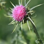 Расторопша пятнистая — общий вид (Silybum marianum)