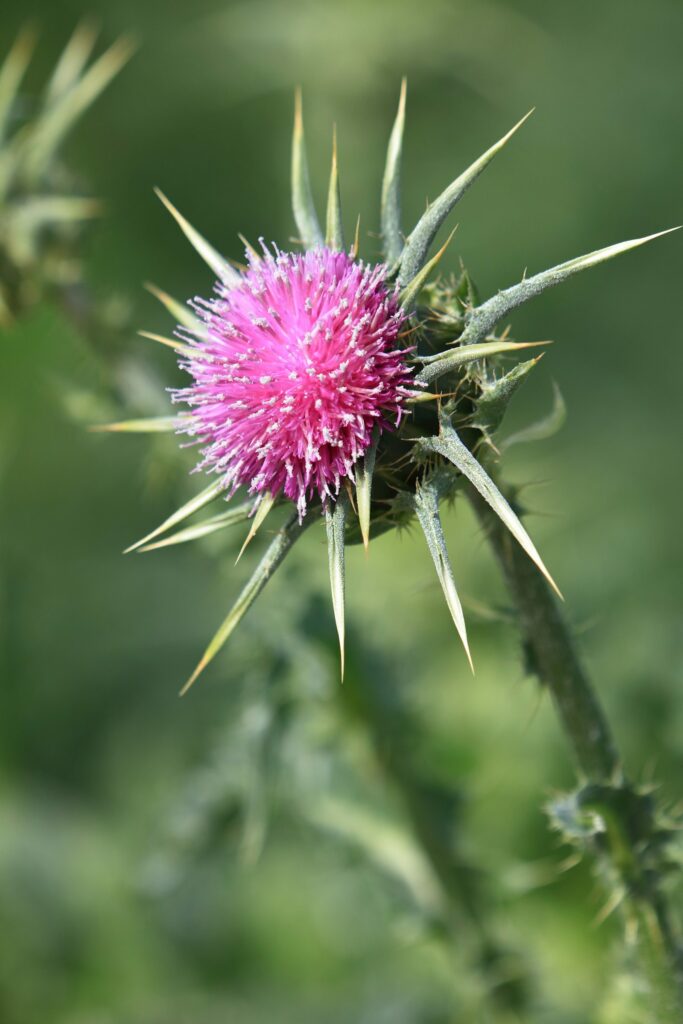 Расторопша пятнистая — общий вид (Silybum marianum)