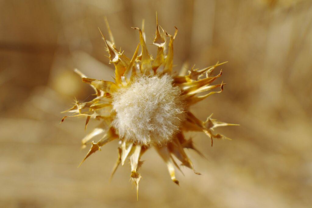 Расторопша пятнистая — общий вид (Silybum marianum)