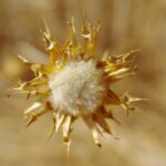 Расторопша пятнистая — общий вид (Silybum marianum)