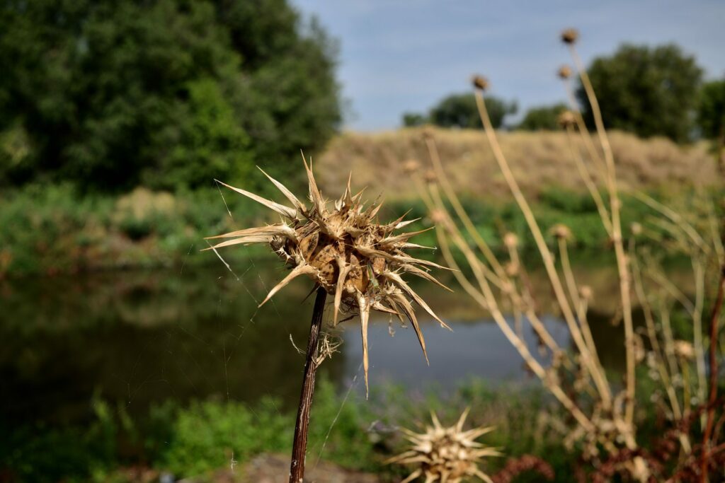 Расторопша пятнистая — общий вид (Silybum marianum)