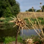 Расторопша пятнистая — общий вид (Silybum marianum)