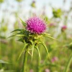 Расторопша пятнистая — общий вид (Silybum marianum)