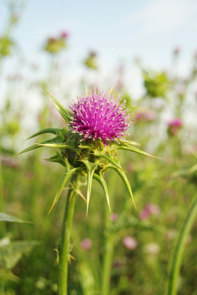 Расторопша пятнистая — общий вид (Silybum marianum)